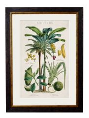 Pictures Plants used as Food (A2 Ox Slim)