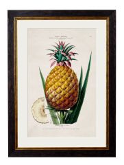 Pictures Pineapple Plant (A2 Ox Slim)