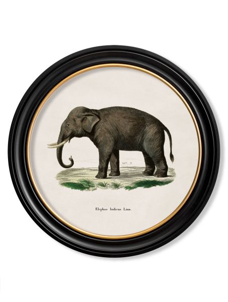 Pictures Elephant (round 44cm)