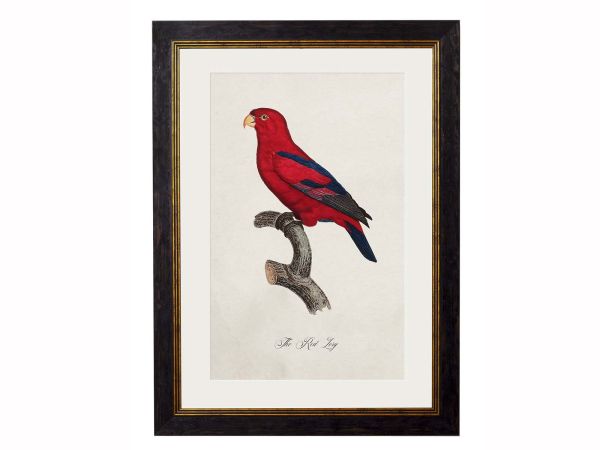 Pictures Red Lory Parrot (A3 Ox Slim)