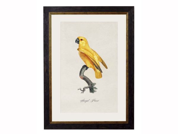 Pictures Senegal Parrot (A3 Ox Slim)