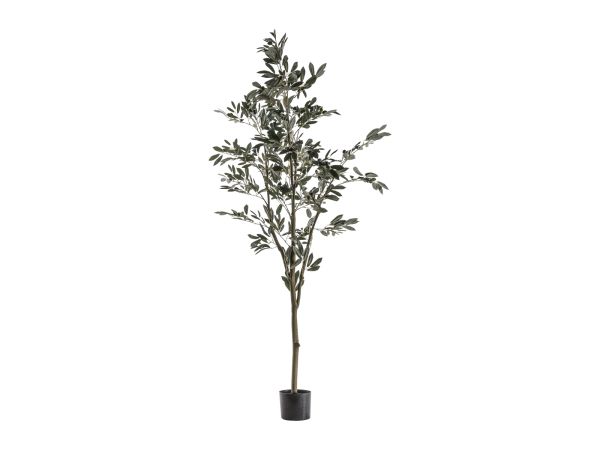 Olive Tree (L)