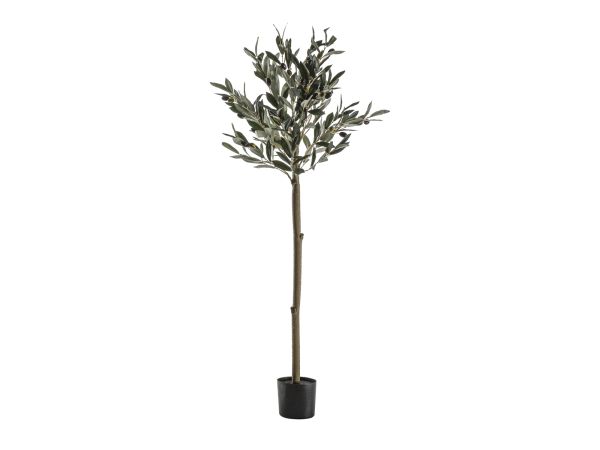 Olive Tree (M)