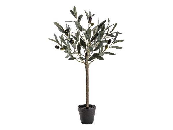 Olive Tree (S)