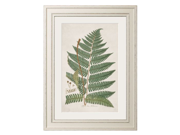 Pictures Wood Fern (A3 Ivory)