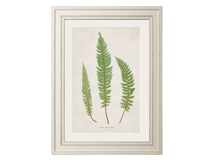 Pictures Prickly Fern (A3 Ivory)
