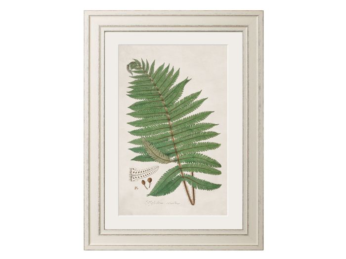 Pictures Australian Fern (A3 Ivory)