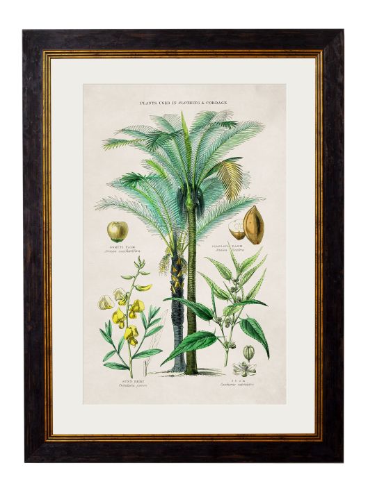 Pictures Plants used as Clothing (A2 Ox Slim)