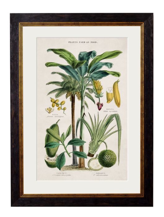 Pictures Plants used as Food (A2 Ox Slim)