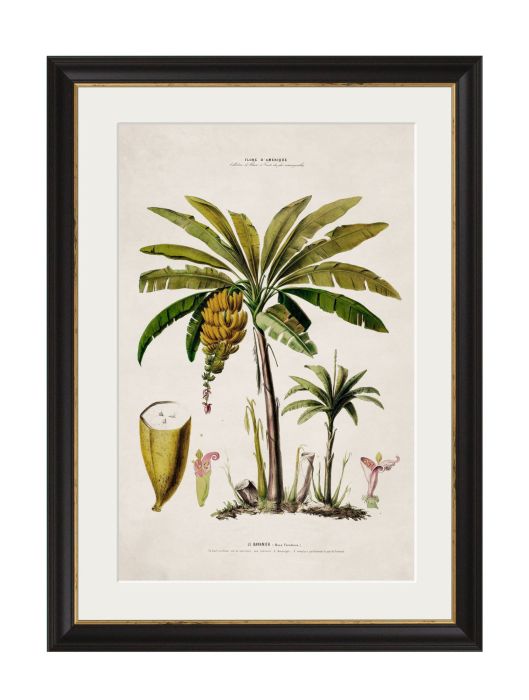 Pictures Banana Palm (A2 Ox Slim)