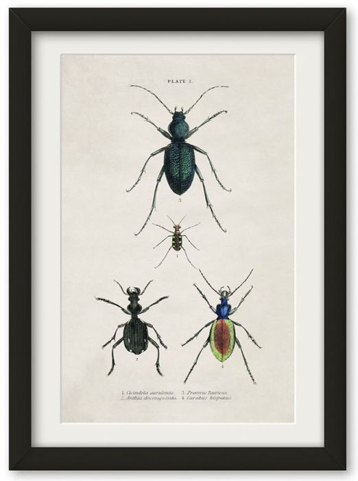 Pictures Beetle Plate 1 (A4 Contemporary)