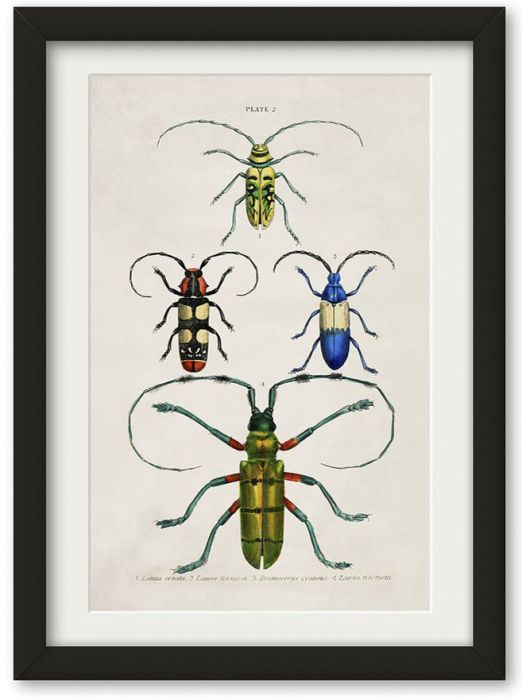 Pictures Beetle Plate 2 (A4 Contemporary)