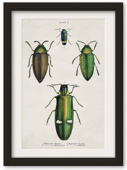 Pictures Beetle Plate 3 (A4 Contemporary)