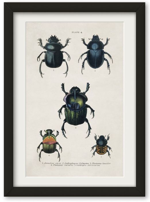 Pictures Beetle Plate 4 (A4 Contemporary)