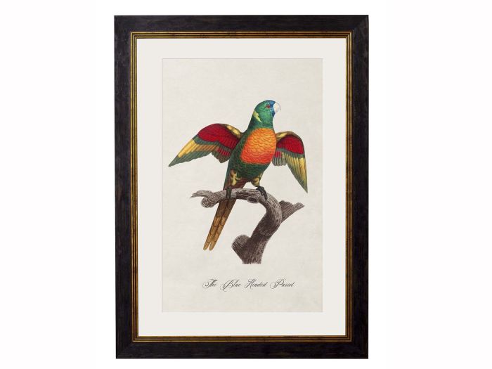 Pictures Blue Headed Parrot (A3 Ox Slim)