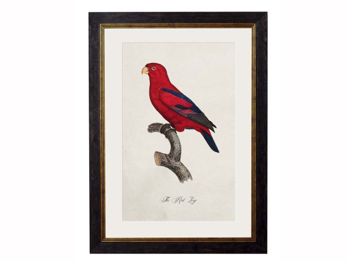 Pictures Red Lory Parrot (A3 Ox Slim)