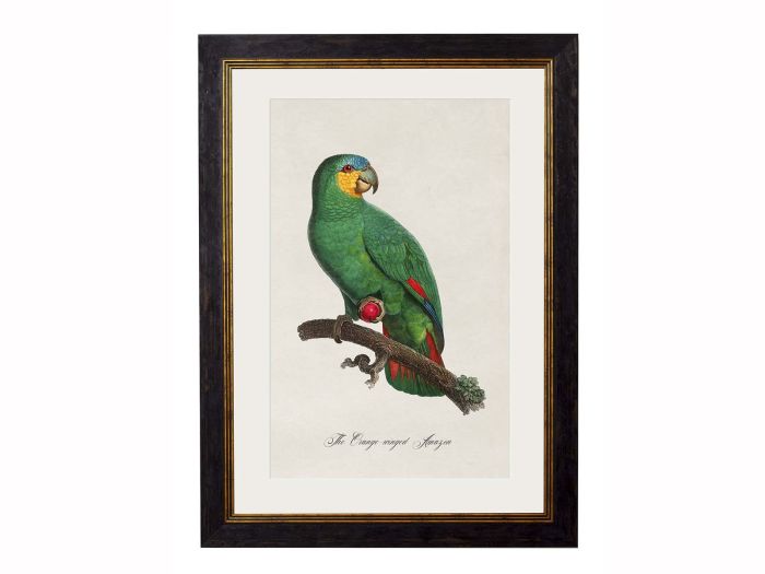 Pictures Orange Winged Amazon Parrot (A3 Ox Slim)