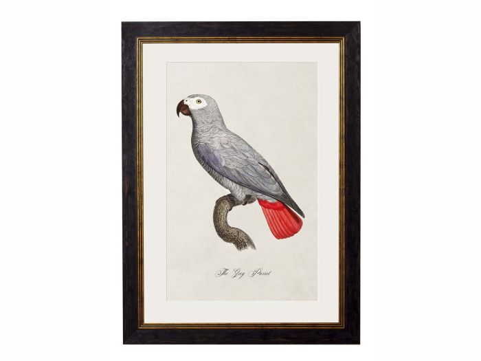 Pictures Grey Parrot (A3 Ox Slim)