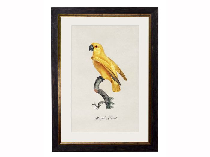 Pictures Senegal Parrot (A3 Ox Slim)