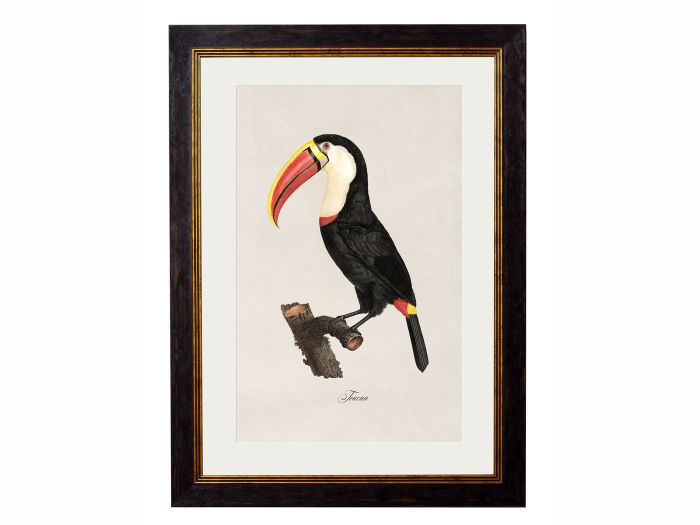Pictures Toucan (A3 Ox Slim)