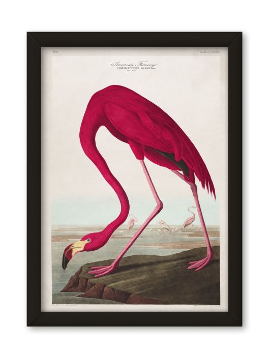 Pictures Flamingo (A2 Contemporary)