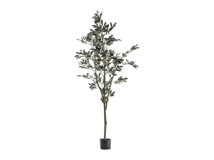 Olive Tree (L)