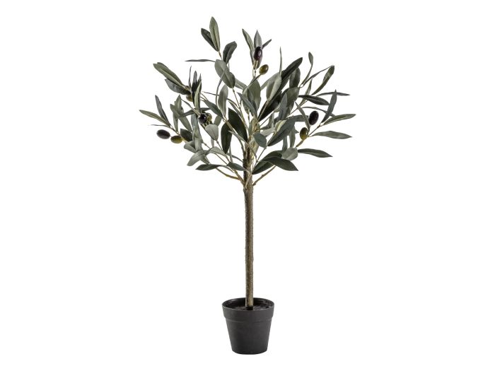 Olive Tree (S)