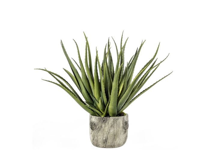 Aloe Plant with bark effect pot