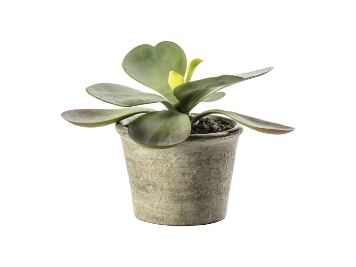 Kalanchoe Pale Green