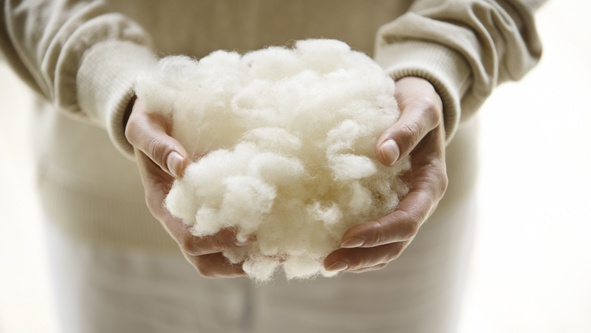 why-wool-1.dorr13.l.001